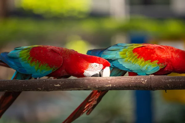 Pappagalli Macaw Colorati Mangiare Alimentatori Preparati Loro Foto Esterna — Foto Stock
