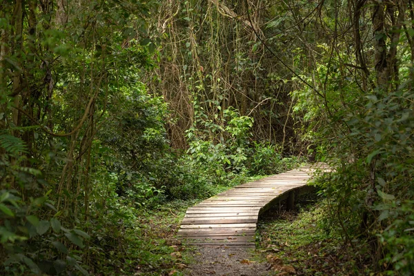 path in the jungle / landscape