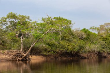 Bölge Mato Grosso Brezilya Pantanal doğal görünümünü / peyzaj