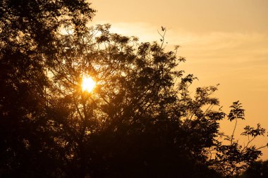 tropikal orman üzerinde yükselen güneş