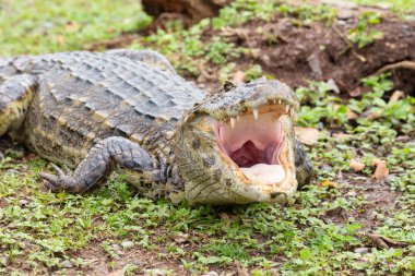 açık bir namlu ile Kayman