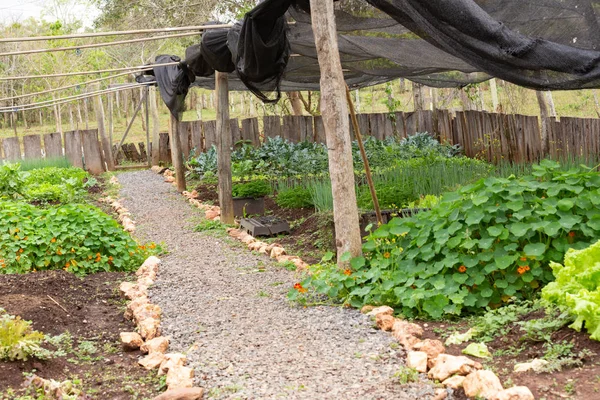 backyard garden with healthy organic crops