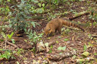 Yemek, Coati
