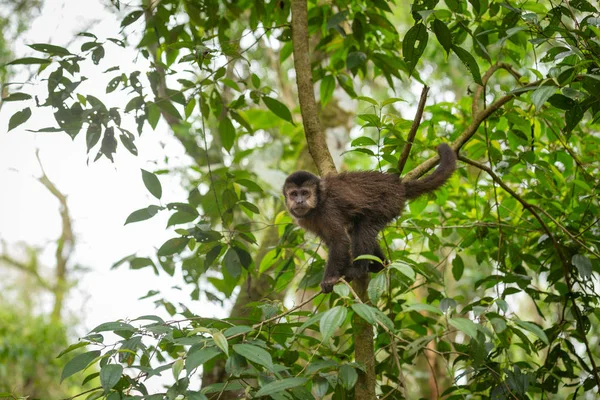 Capuchinho Macaco Selvagem Floresta Tropical — Fotografia de Stock