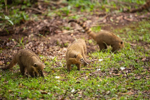 Neugierig Und Glücklich Nasenbär — Stockfoto