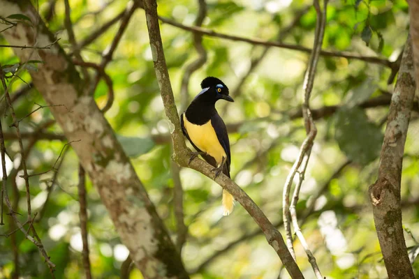 Gorgeus Pluche Crested Jay Vogel Zittend Een Tak Een Regenwoud — Stockfoto