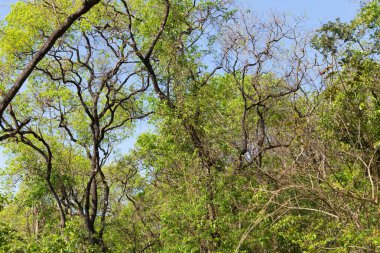 mavi gökyüzü arka plan üzerinde yeşil ağaçlar