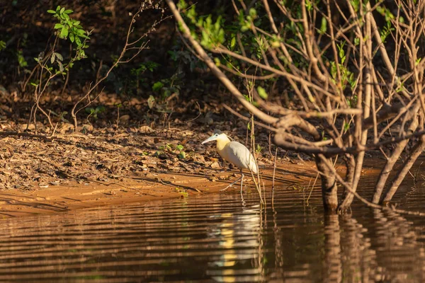 Afgetopte Heron Aan Rivieroever — Stockfoto