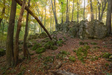 Ormanın sonbahar renkleri