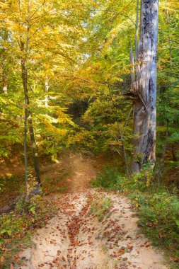 Ormanın sonbahar renkleri