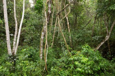 Orman manzara görünümünü