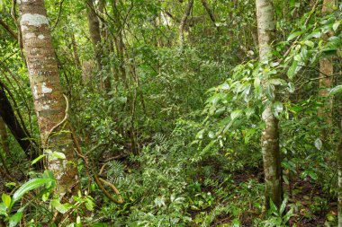 Orman manzarası / peyzaj