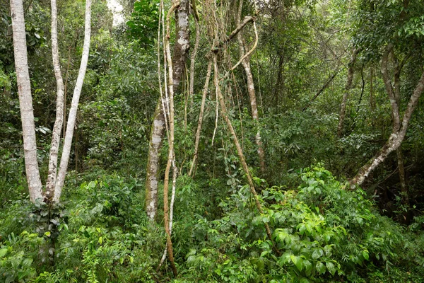 Orman manzara görünümünü
