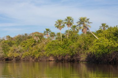 nehir orman manzara. Pantanal manzara