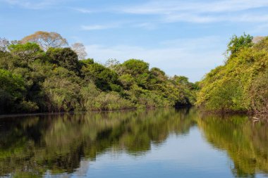 nehir orman manzara. Pantanal manzara