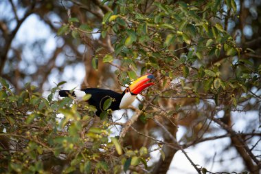 bir dal üzerinde tünemiş toucan toco