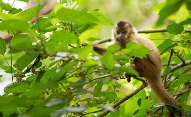 bir ağacın üzerinde oturan bir ışık saçlı maymun capuchin