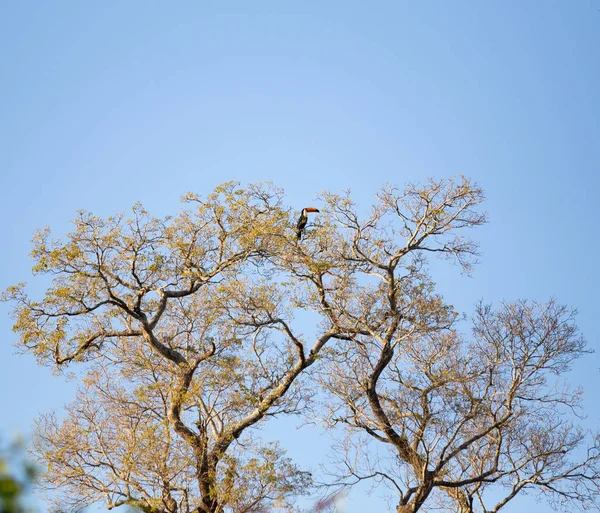 Bir Toucan Gökyüzü Ile Uzun Ağaç — Stok fotoğraf
