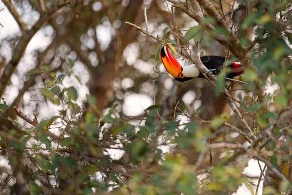 Toco Toucan Zat Een Tak — Stockfoto