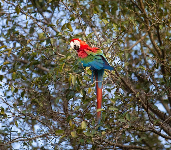 Rode Groene Ara Papegaai Boom — Stockfoto