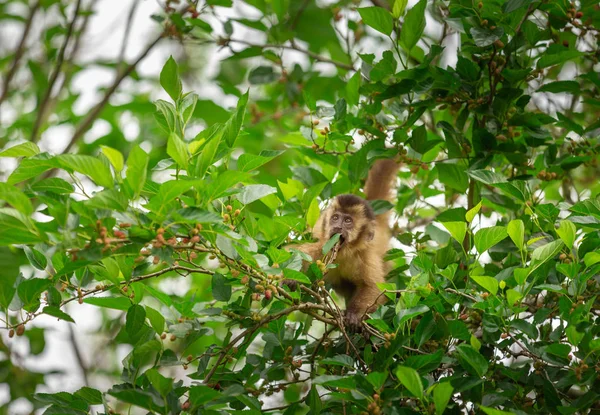 Macaco Cabelos Claros Capuchinho Sentado Uma Árvore — Fotografia de Stock