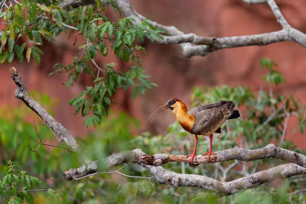 Buff Necked Ibis Boom Tak — Stockfoto