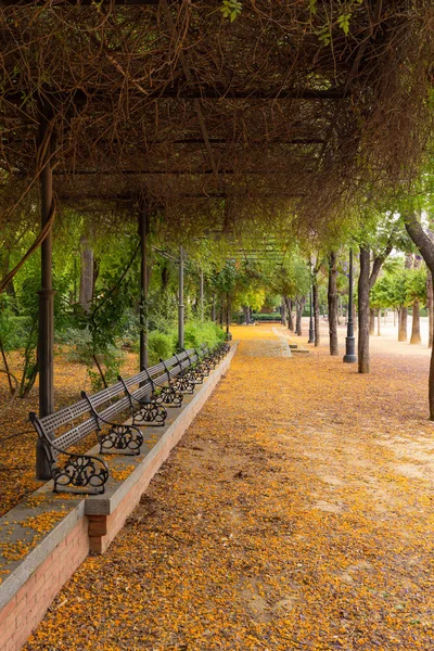 City Park Seville Summer Flowering Period Acacia — Stock Photo, Image
