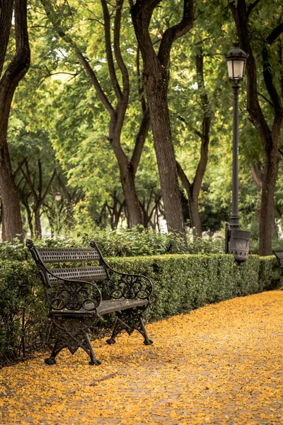 City Park Seville Summer Flowering Period Acacia — Stock Photo, Image