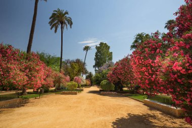 Sevilla 'da yaz Halk Bahçeleri çiçeklenme