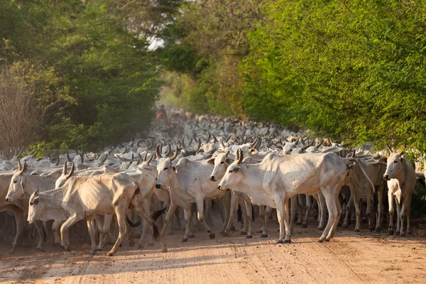 Herd Cattle Driven Gaucho — Stock Photo, Image