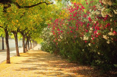 Sevilla'da Doğal Yaz çiçekleri