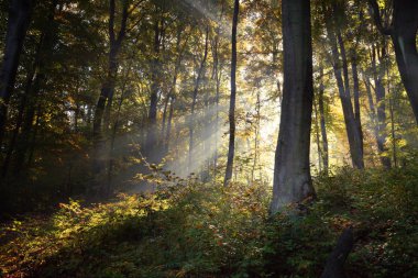 Ormanın sonbahar renkleri