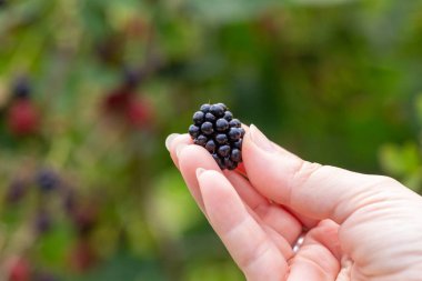 taze bir kadının elinde tutulan çalı böğürtlen aldı