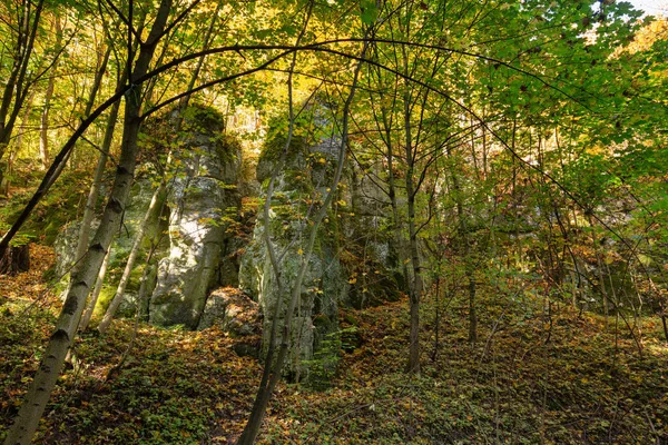 Jesienne kolory lasu, krajobraz — Zdjęcie stockowe