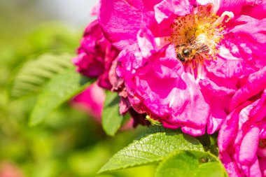 Arı çiçeklerden nektar toplar.