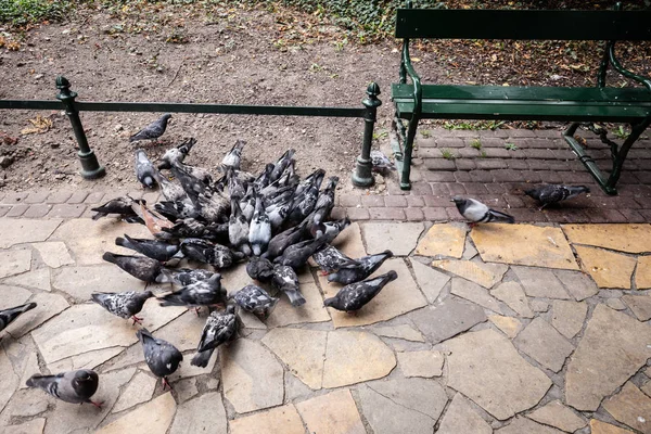 Duiven Eten Granen Een Toeristische Stad — Stockfoto