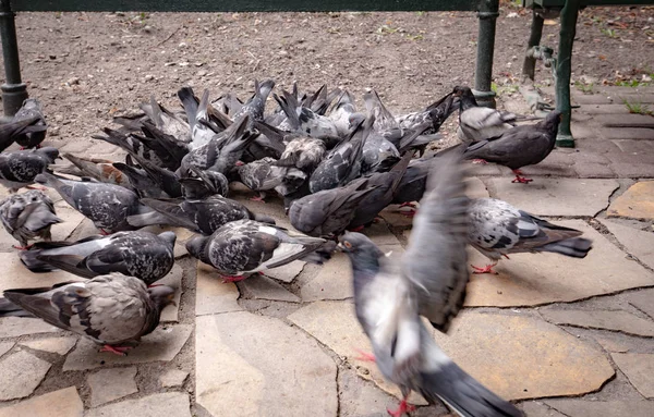 Duiven Eten Granen Een Toeristische Stad — Stockfoto