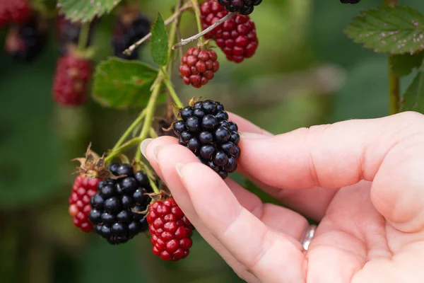 Nyplockade Från Bush Blackberry Hölls Kvinnas Hand — Stockfoto