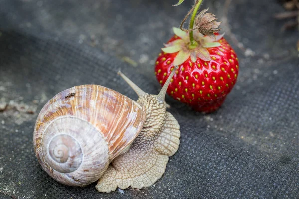 Σαλιγκάρι Τρώει Φράουλα Παράσιτα Στον Κήπο Προστατέψτε Τις Καλλιέργειες Σας — Φωτογραφία Αρχείου