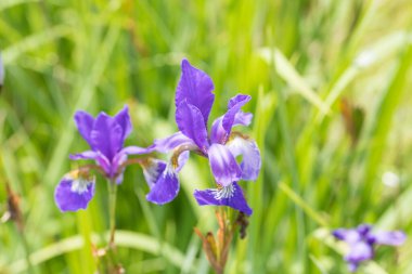 Bahçede açan süsen çiçekleri