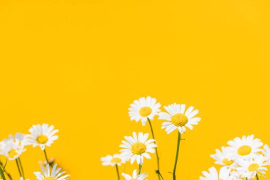 Sarı arka planda çiçek açan papatyalar