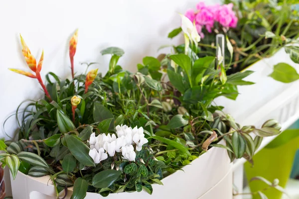 Квітковий Персистент Цикламена Домашній Сад Клумби Кімнаті — стокове фото