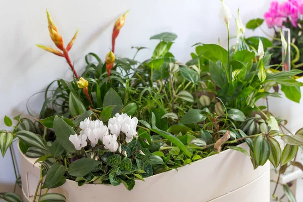 Квітковий Персистент Цикламена Домашній Сад Клумби Кімнаті — стокове фото