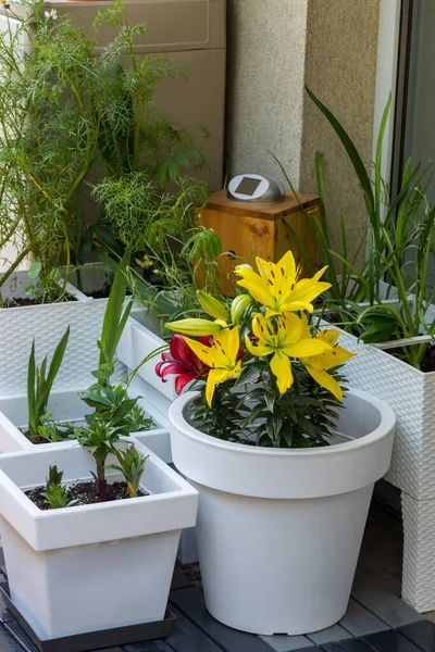 Gigli Fiore Sul Balcone Giardino Domestico — Foto Stock