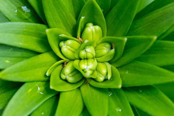 Grüne Lilienknospe Natürliche Saisonale Grüne Blume Natur Hintergrund — Stockfoto