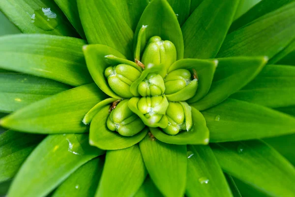 Grüne Lilienknospe Natürliche Saisonale Grüne Blume Natur Hintergrund — Stockfoto