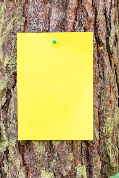 Blank Sheet Paper Space Inscription Attached Tree Concept Caring Protecting — Stock Photo, Image