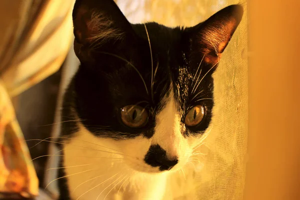Oříznutý Snímek Černá Kočka Kočka Při Pohledu Stranu Cat Detail — Stock fotografie