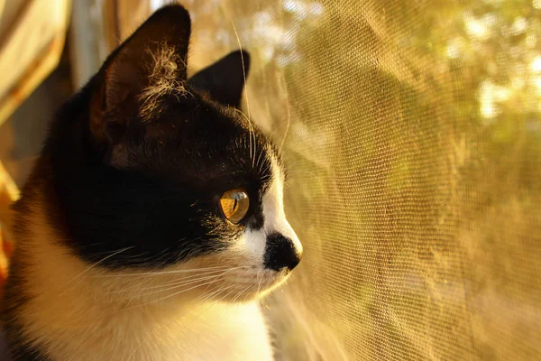 Περικοπεί Shot Μιας Μαύρης Γάτας Γάτα Κοιτάζει Προς Την Πλευρά — Φωτογραφία Αρχείου