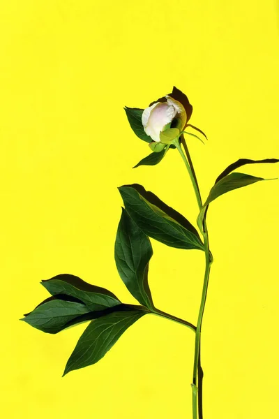 Soyut Minimalizm Doğa Kavramı Sarı Arka Plan Üzerinde Şakayık Çiçeği — Stok fotoğraf